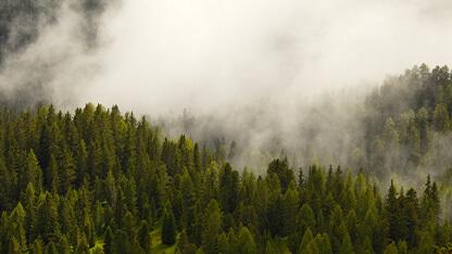 A foggy forest