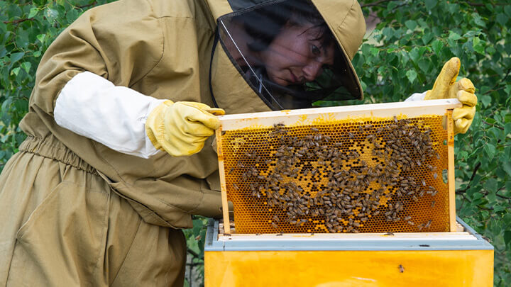 Beekeeper handling bees